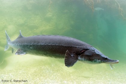 Fisch des Jahres 2025 - Der Hausen
