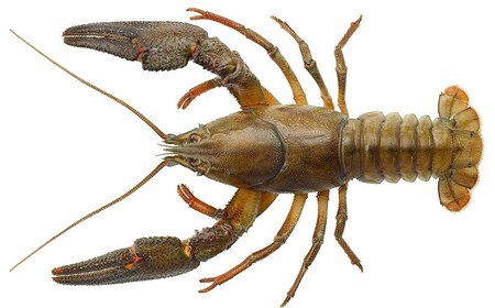 Edelkrebs