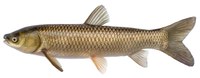 Graskarpfen_lfz312280.jpg
