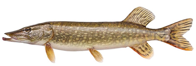 Hecht_LFZ9850.jpg
