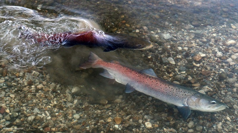 Huchen_16x9.jpg