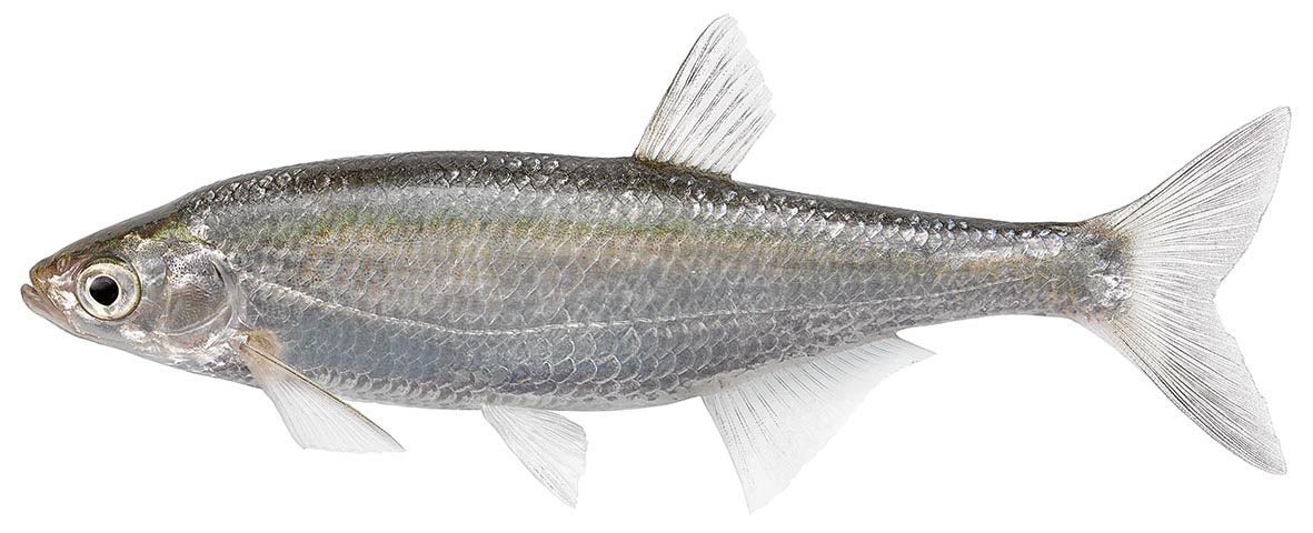 Laube_lfz311031.jpg