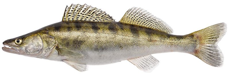 Zander_lfz39895.jpg