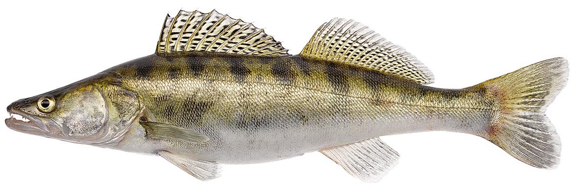 Zander_lfz39895.jpg