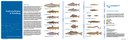 fischfalter_vorarlberg_kl-1.jpg