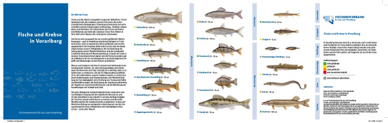 fischfalter_vorarlberg_kl-1.jpg