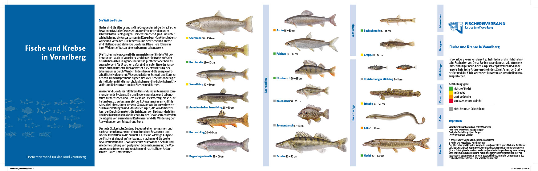 fischfalter_vorarlberg_kl-1.jpg