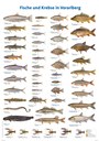 fischplakat_vorarlberg.jpg