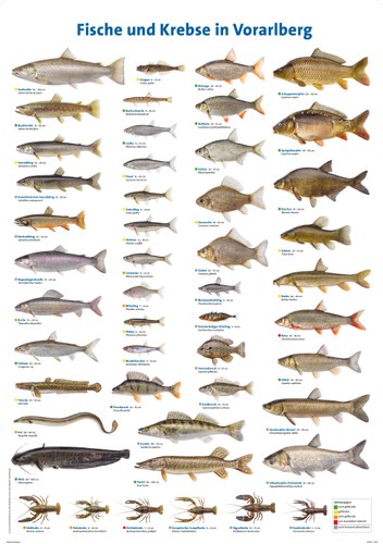 fischplakat_vorarlberg.jpg